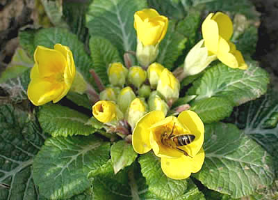 Afbeelding
