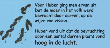 bevruchting