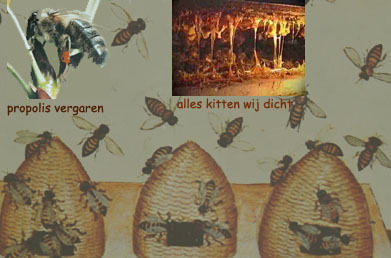propolis