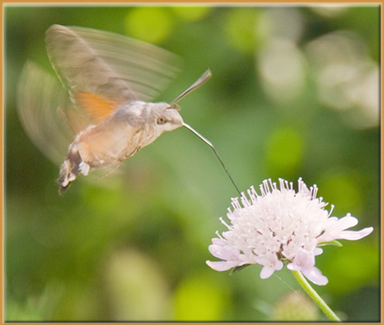 kolibrie-home