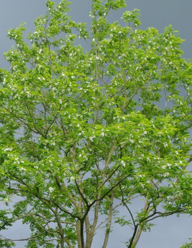Robinia
