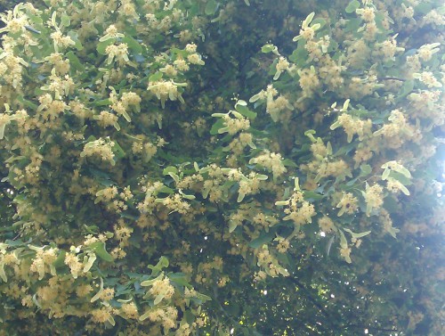 IMAG0023.jpg