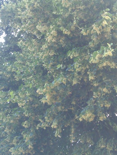 IMAG0025.jpg