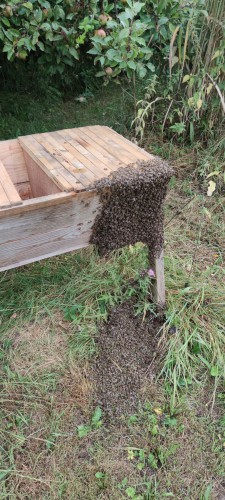 ingestort nest