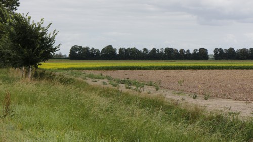 Groenbemester mosterd?