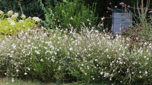 Gaura