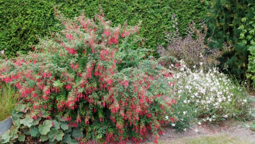 Fucksia