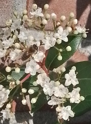 Viburnum