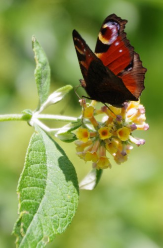Geliefd bij de vlinders.