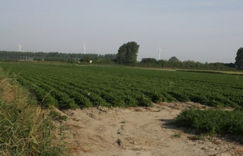 worteljes.jpg