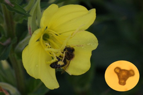 teunisbloem.jpg