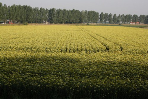 teunisbloem2.jpg