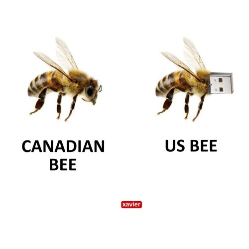US Bee.jpg