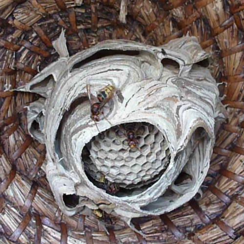 mooi gezond nest 18-8