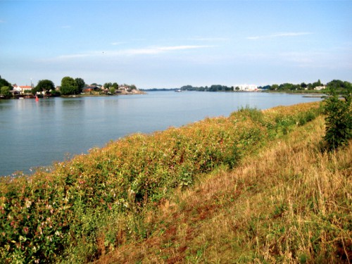 balsemien7.jpg