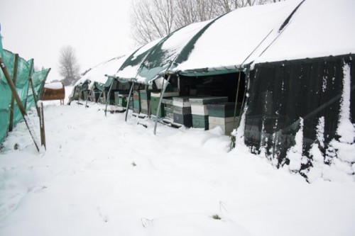 winter.jpg