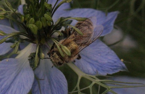 Nigella damascen.jpg .jpg