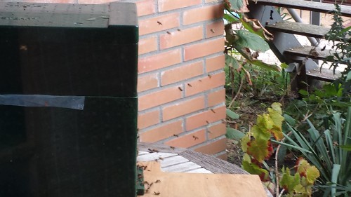 Veel invliegende bijen vandaag