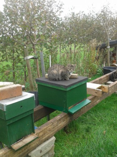 muis watch.jpg