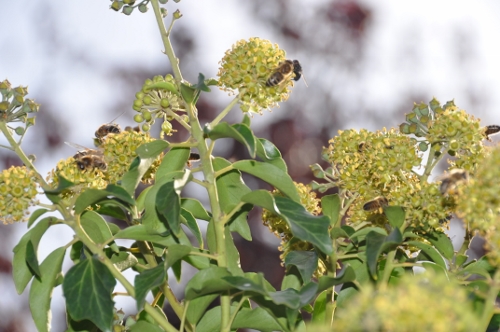 taxus besgelei 023 (500x332).jpg