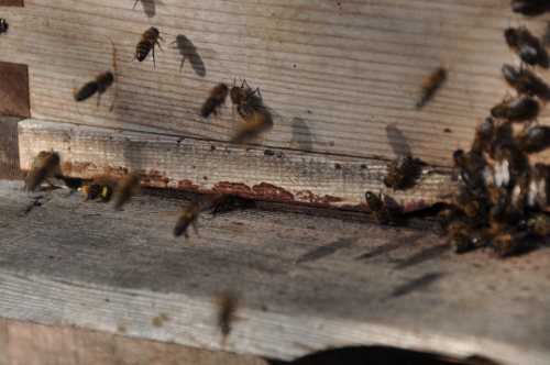 Bijen in november 015 (500x332).jpg