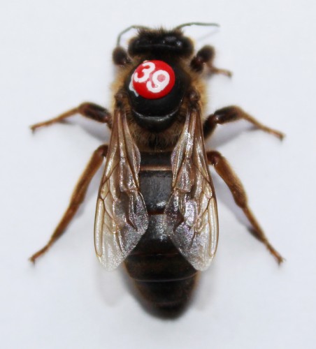 zwarte moer bovenaf