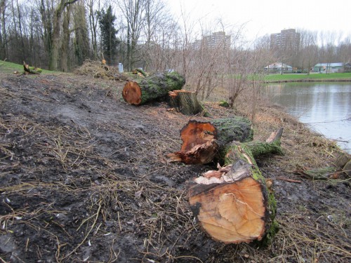 waar de boomstam tot de laatste storm groeide ;-)