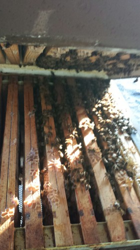 20131229_095318_resized[1].jpg