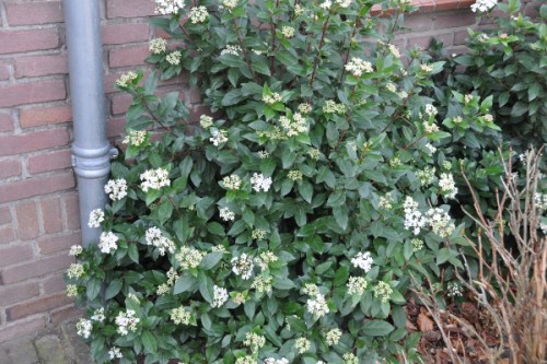Bloemen 003 (600x399).jpg