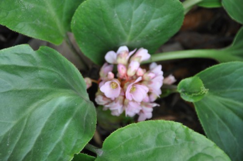 Bloemen 023 (600x399).jpg