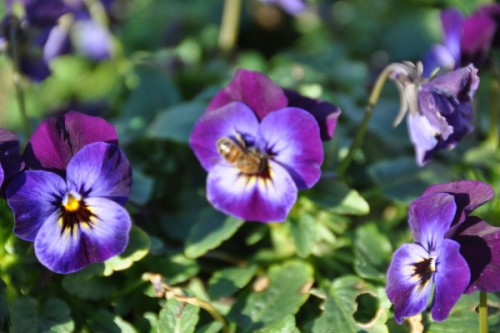 bijen in januari 009 (600x399).jpg
