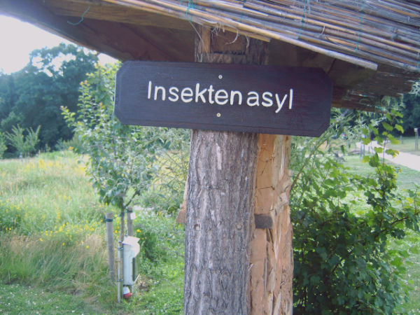 Insecten asyl ?
