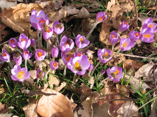 afbeeldinge 16 februari 2014 018.JPG
