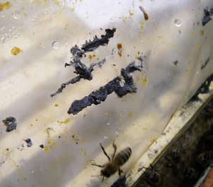 foute propolis kit 1.jpg
