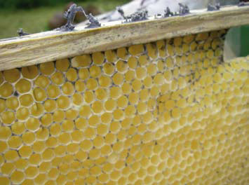foute propolis kit 2.jpg