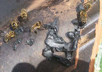 foute propolis kit 4.jpg