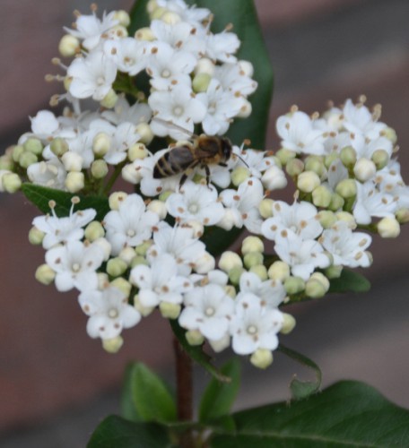 bijen bloem 001 (547x600).jpg