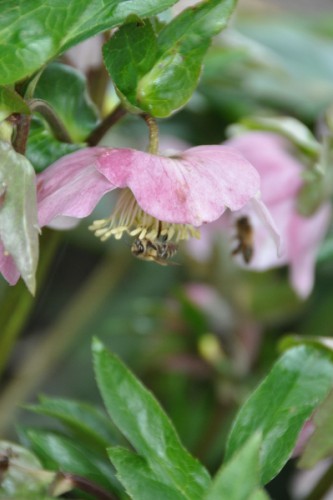 bijen bloem 010 (399x600).jpg