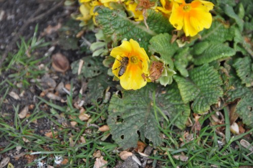 bijen bloem 028 (600x399).jpg