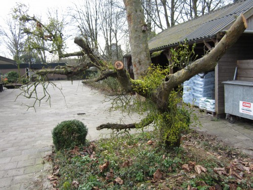 de aangetaste oude appelboom, meer dood dan levend