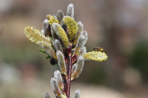 salix%20sekka.jpg