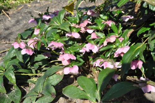 Vlechten bloemen en bijen 048 (600x399).jpg
