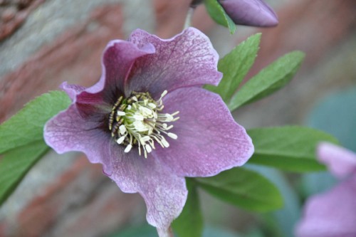 Vlechten bloemen en bijen 046 (600x399).jpg