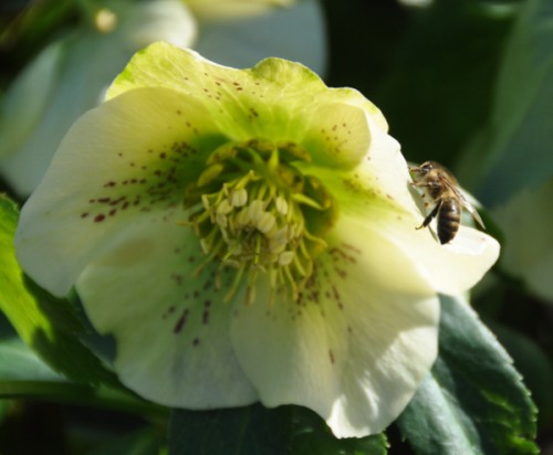 Vlechten bloemen en bijen 050 (600x494).jpg