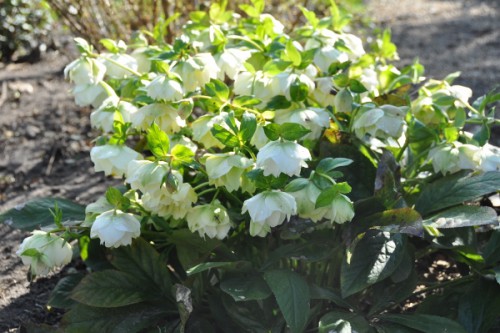 Vlechten bloemen en bijen 049 (600x399).jpg