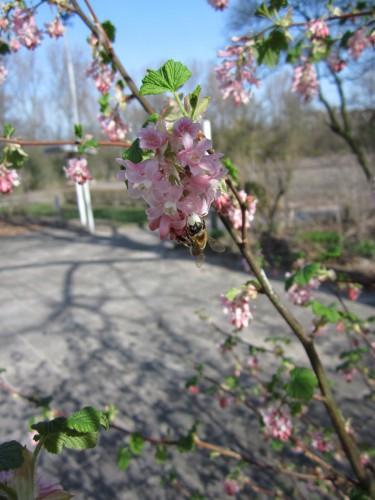 de ribes stink in de zon, maar de meiden zijn er gek op!