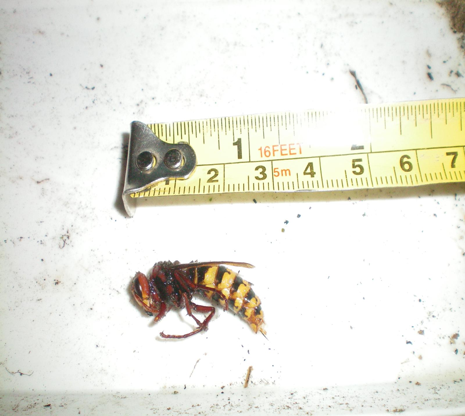 één van de zoveel Hoornaars in onze tuin. Hadden er pas eentje van 4 centimeter.