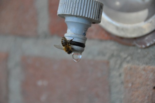 beersedag 2013 082 (600x399).jpg