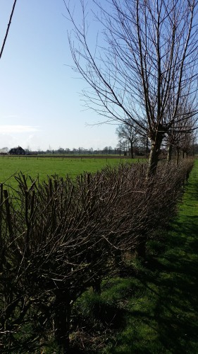 Wilgenhaag
