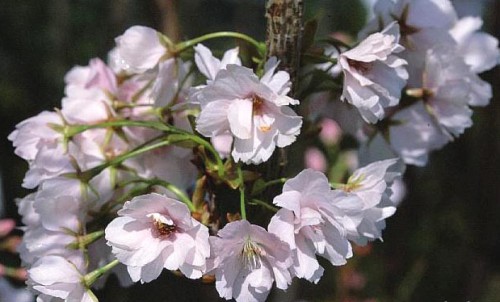 Prunus serrulata 'Amanogawa'